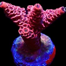 WYSIWYG 14H Hot Fuzz Millepora Frag