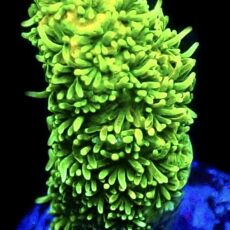 WYSIWYG 21A Sunset Millepora Frag