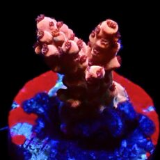WYSIWYG 10C Raspberry Bali Shortcake Acropora Frag