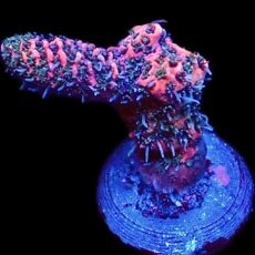 WYSIWYG 25F Hot Fuzz Millepora Frag