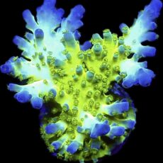 WYSIWYG 7J Violet Venom Acropora Frag Large