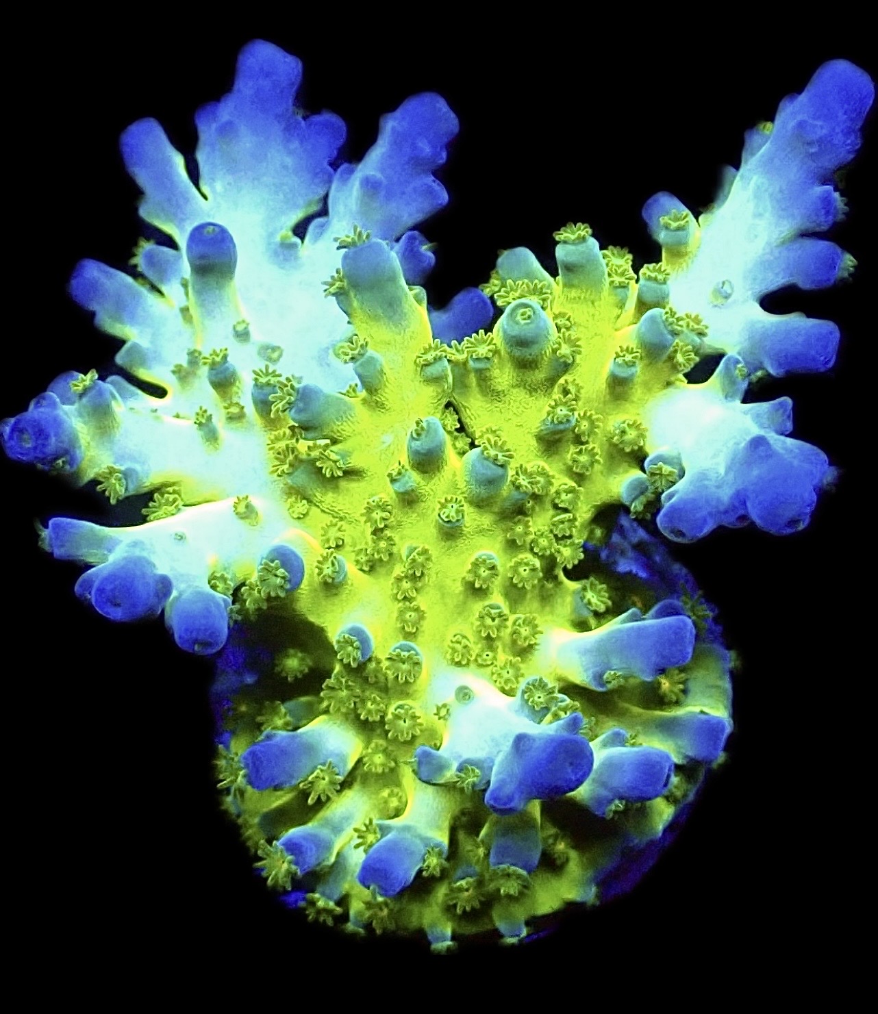 WYSIWYG 7J Violet Venom Acropora Frag Large