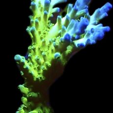 WYSIWYG M14 Violet Venom Acropora Extra Large