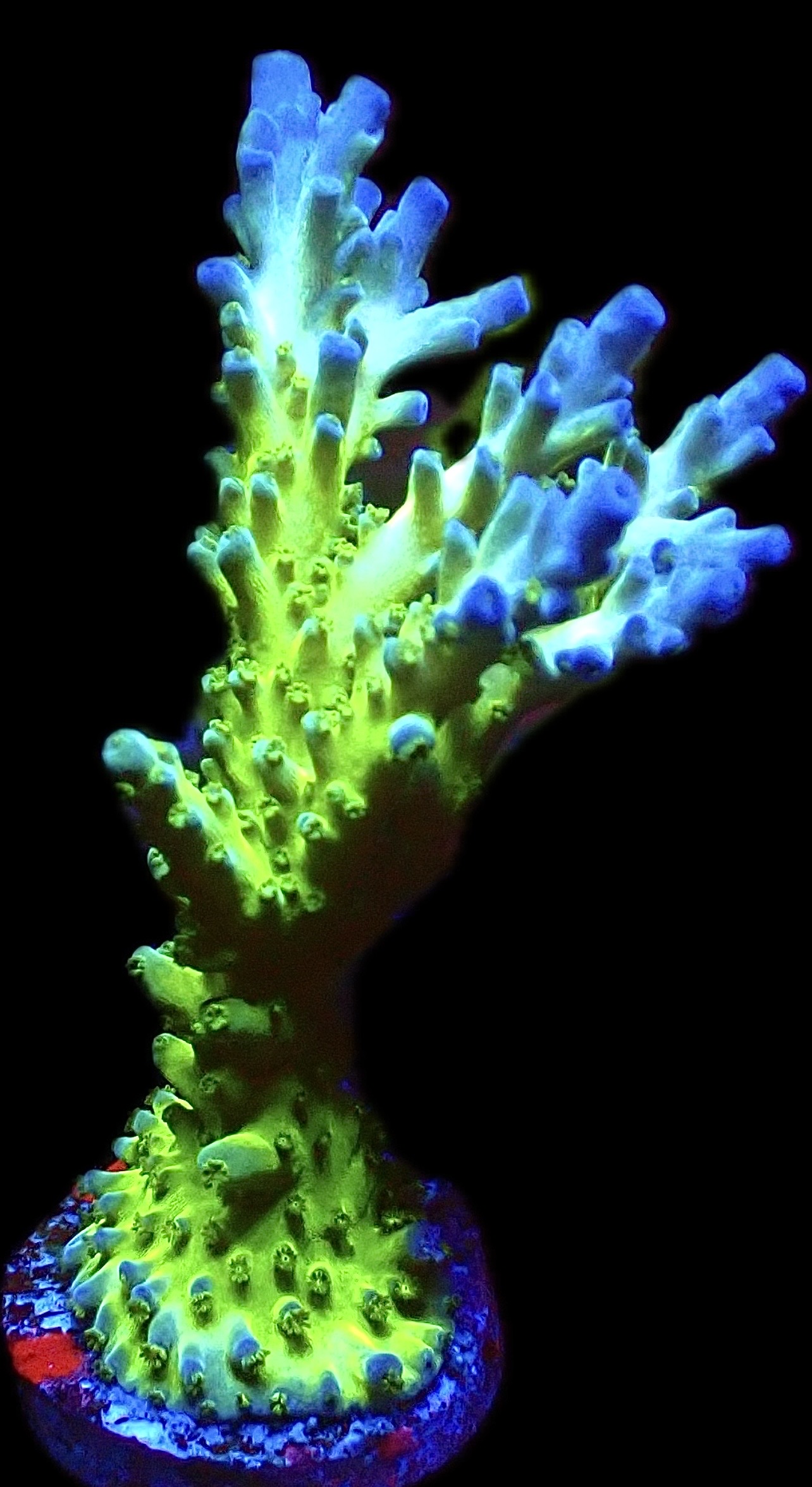 WYSIWYG M14 Violet Venom Acropora Extra Large