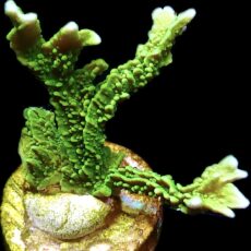 WYSIWYG M8 Elkhorn Montipora Frag Large