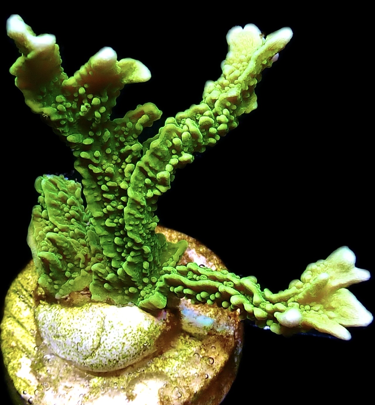 WYSIWYG M8 Elkhorn Montipora Frag Large