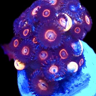 Red Eyed Zoanthid (12+ Polyps )