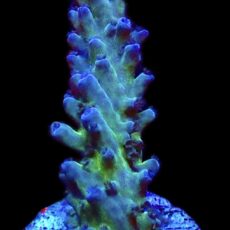 WYSIWYG 24C Electric Miyagi Tort Acropora Frag Large