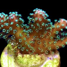 WYSIWYG M4 Rainbow Stylophora Frag