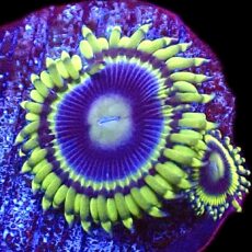 WYSIWYG 34E Blue Rhino Zoa