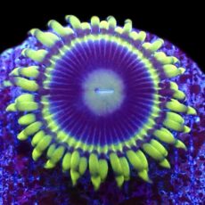 WYSIWYG 34F Blue Rhino Zoa