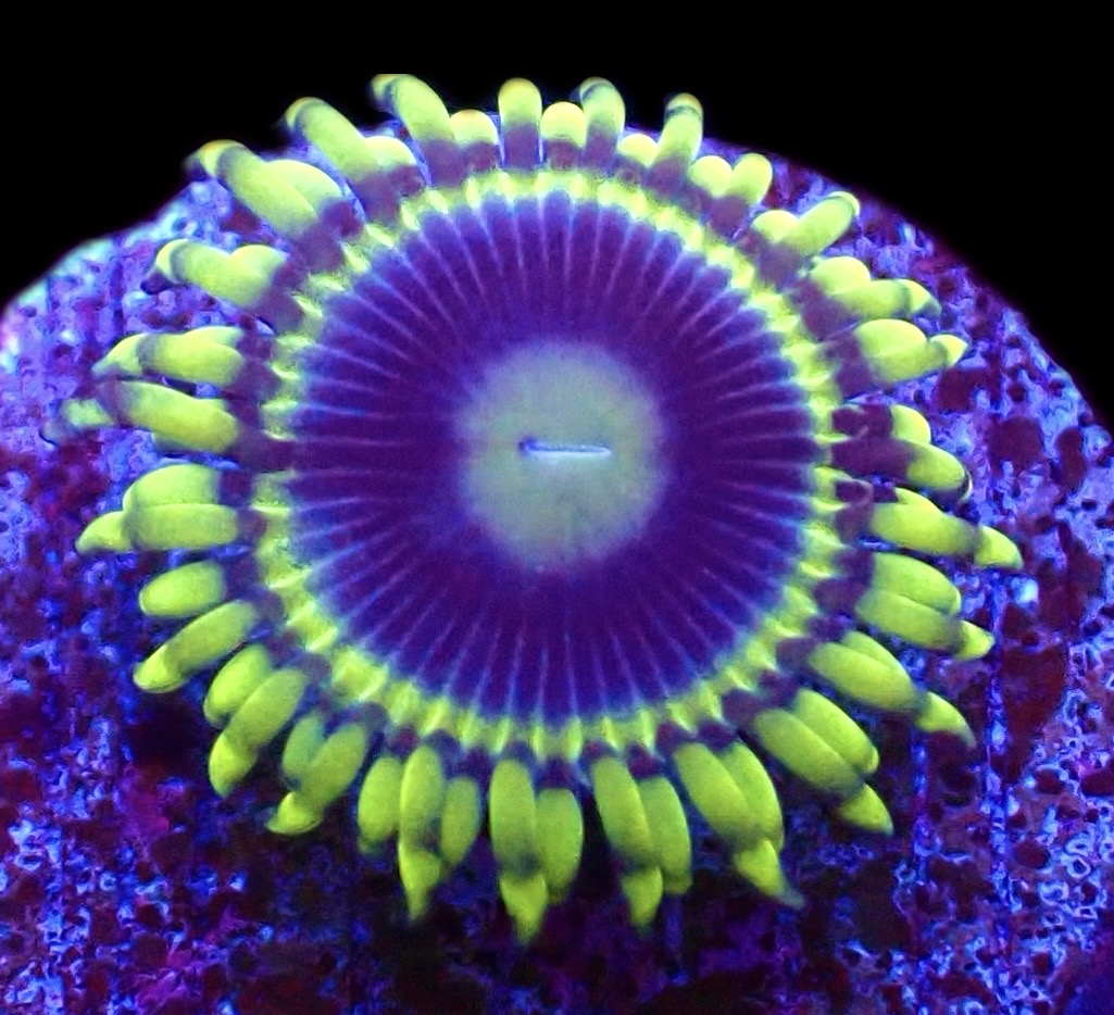 WYSIWYG 34F Blue Rhino Zoa