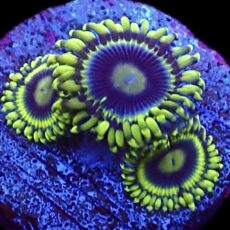 WYSIWYG 31G Blue Rhino Zoa