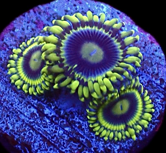 WYSIWYG 31G Blue Rhino Zoa