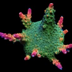 WYSIWYG 15F Rainbow Paletta Acropora Frag Extra Large