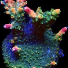 WYSIWYG 25i Rainbow Paletta Acropora Frag Large