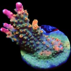 WYSIWYG 23G Rainbow Paletta Acropora