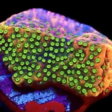 WYSIWYG 9D Tropic Thunder Montipora Frag