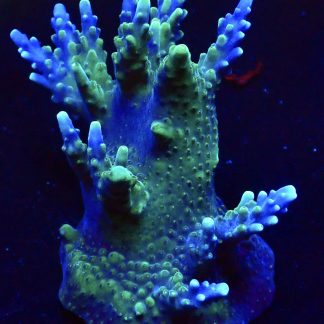 WYSIWYG L1-3 Acropora Valida 70mm Colony