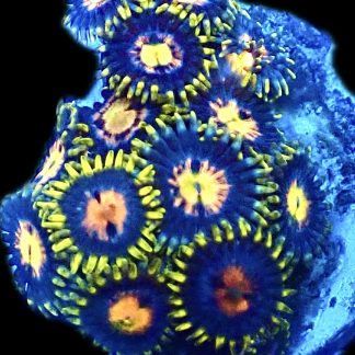 WYSIWYG Zoanthid Frag R11