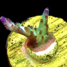 WYSIWYG 12D Pearlberry Acropora