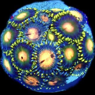 WYSIWYG Zoanthid Frag R13