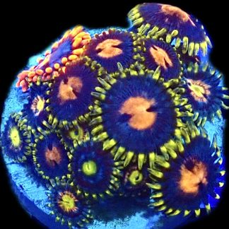 WYSIWYG Zoanthid Frag R14