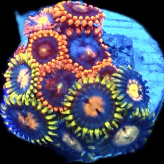 WYSIWYG Zoanthid Frag R15