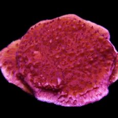WYSIWYG 11A Purple Plating Montipora Frag