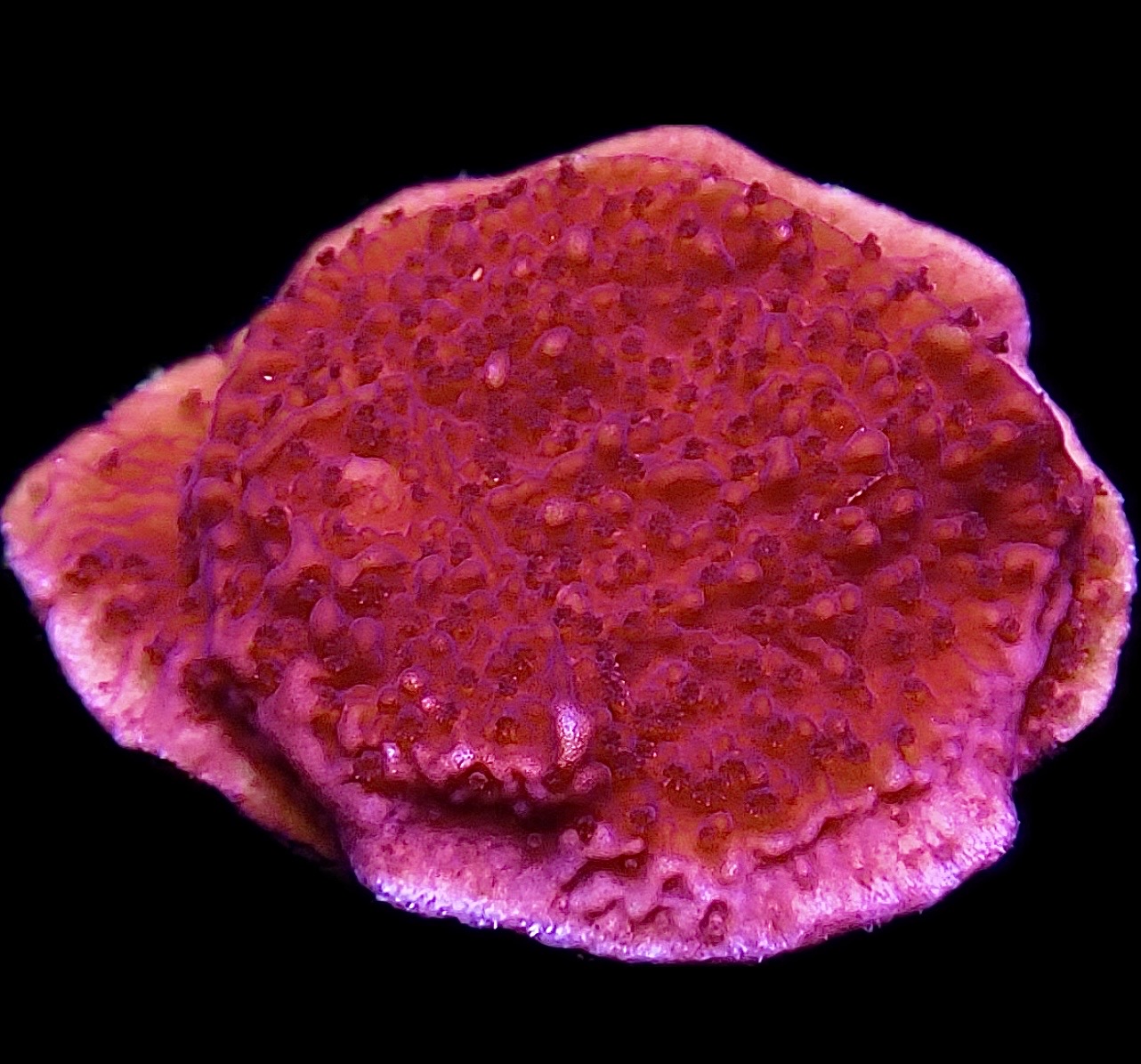WYSIWYG 11A Purple Plating Montipora Frag