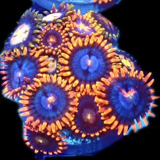 WYSIWYG Zoanthid Frag R16