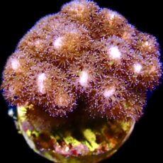 WYSIWYG 26B Cherry Tree Pocillopora Frag