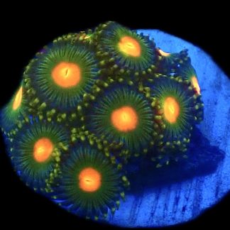 WYSIWYG Zoanthid Frag C33