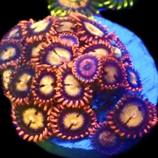 WYSIWYG Zoanthid Frag C34