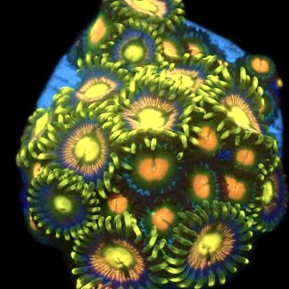 WYSIWYG Zoanthid Frag C35