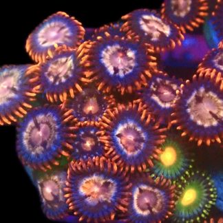 WYSIWYG Zoanthid Frag C36