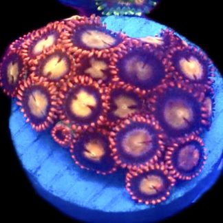 WYSIWYG Zoanthid Frag C37