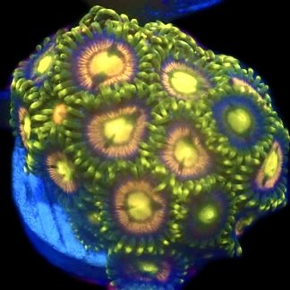 WYSIWYG Zoanthid Frag C38