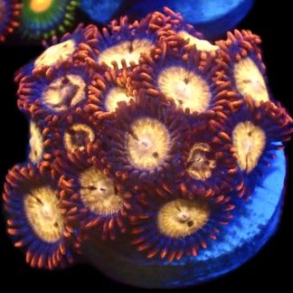 Caribbean Crunch Zoanthid (12+ Polyps )