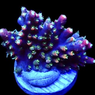 WYSIWYG 26F M.O.C Bubblebath Unicorn Acropora  Large