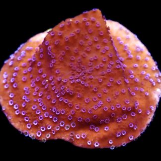 WYSIWYG 7i Purple Haze Montipora Frag