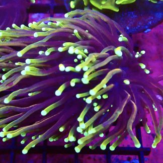 WYSIWYG T4  Hellfire Gold Torch Euphyllia Double Head