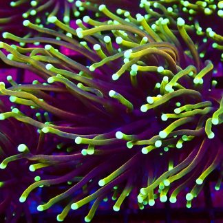 WYSIWYG T5  Hellfire Gold Torch Euphyllia Double Head