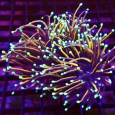 WYSIWYG Dragon Soul Gold Torch Euphyllia Large Double Head 26