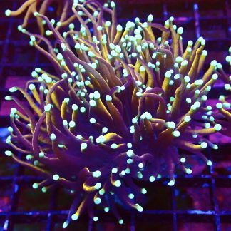 WYSIWYG T12 Dragon Soul Gold Torch Euphyllia 3 Heads Splitting