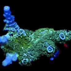 WYSIWYG 15F Acropora Tenius Frag