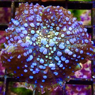 WYSIWYG T3 Nuclear Bounce Mushroom Large