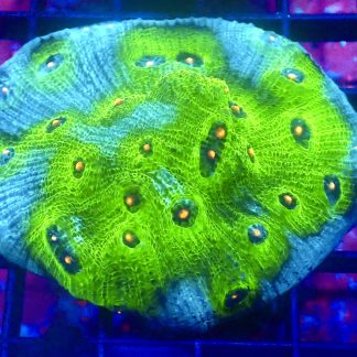 WYSIWYG A3 Avatar Chalice 75mm Colony