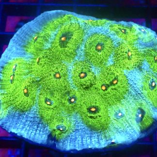 WYSIWYG A4 Avatar Chalice 75mm Colony