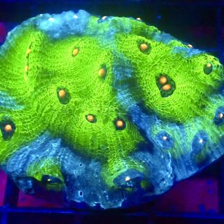 WYSIWYG A5 Avatar Chalice 65mm Colony